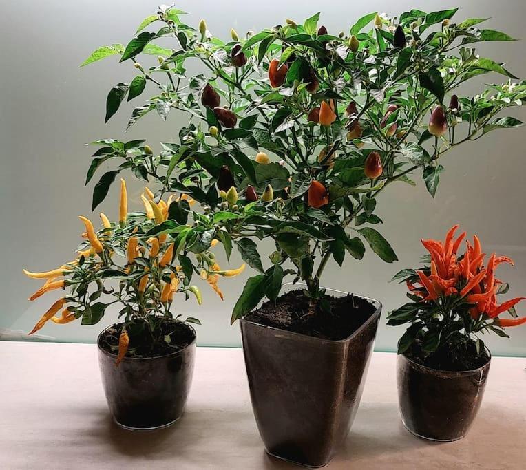 Spicy Studio In Art Nouveau District, Culture Trip 리가 외부 사진